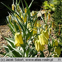 Fritillaria pallidiflora (szachownica bladokwiatowa)