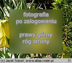 Fritillaria pallidiflora (szachownica bladokwiatowa)