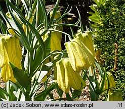 Fritillaria pallidiflora (szachownica bladokwiatowa)