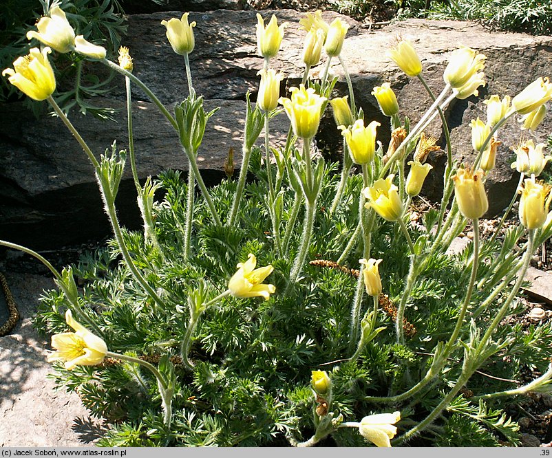 Pulsatilla albana (sasanka albańska)