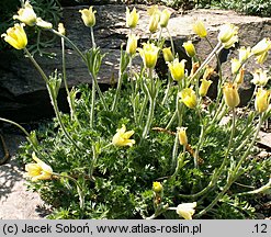 Pulsatilla albana (sasanka albańska)