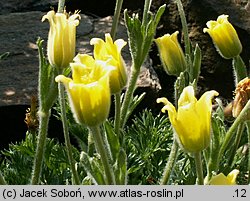 Pulsatilla albana (sasanka albańska)