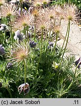 Pulsatilla montana