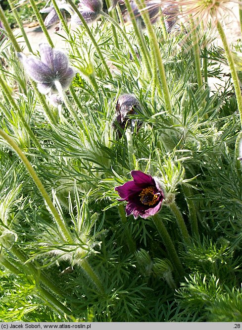 Pulsatilla montana