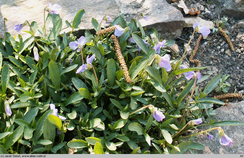 Viola pinnata (fiołek pierzasty)