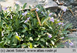 Viola pinnata (fiołek pierzasty)