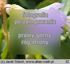 Viola pinnata (fiołek pierzasty)