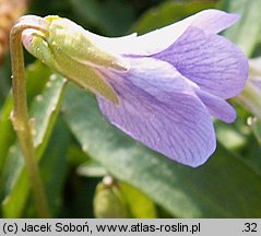 Viola pinnata (fiołek pierzasty)