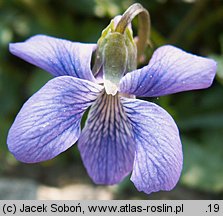 Viola pinnata (fiołek pierzasty)