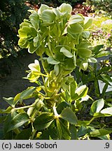 Helleborus argutifolius (ciemiernik korsykański)