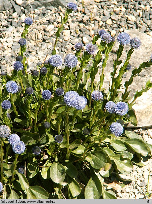 Globularia punctata (kulnik kropkowany)