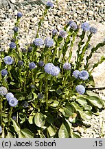 Globularia punctata (kulnik kropkowany)