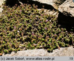 Androsace mucronifolia (naradka sztyletolistna)