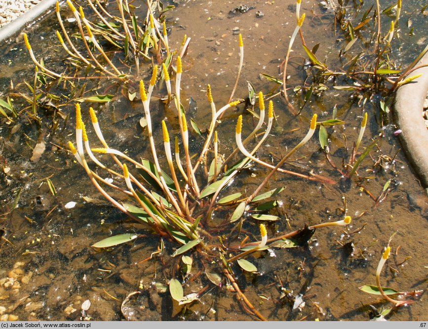 Orontium aquaticum (oroncium wodne)