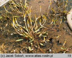 Orontium aquaticum (oroncium wodne)