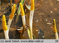 Orontium aquaticum (oroncium wodne)