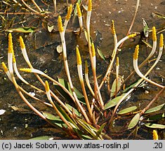 Orontium aquaticum (oroncium wodne)