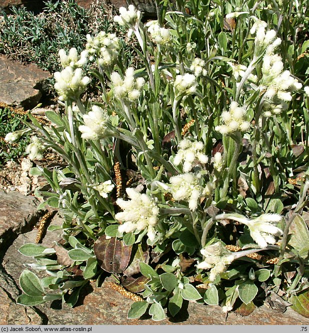 Antennaria plantaginifolia (ukwap babkolistny)