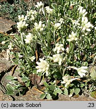 Antennaria plantaginifolia (ukwap babkolistny)