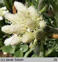 Antennaria plantaginifolia (ukwap babkolistny)