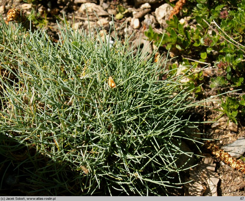 Festuca glacialis (kostrzewa lodowa)