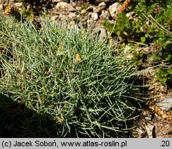 Festuca glacialis (kostrzewa lodowa)