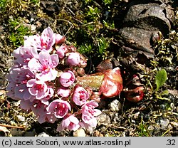 Darmera peltata (tarczownica tarczowata)