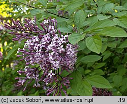 Syringa meyeri (lilak Meyera)