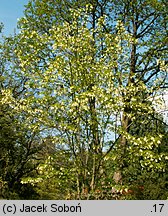 Staphylea bolanderi (kłokoczka Bolandera)