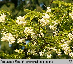 Staphylea bolanderi (kłokoczka Bolandera)