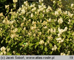 Fothergilla gardenii (fotergilla Gardena)