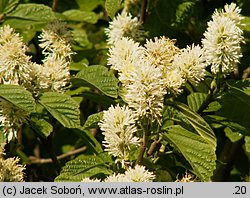 Fothergilla gardenii (fotergilla Gardena)