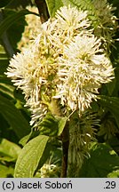 Fothergilla gardenii (fotergilla Gardena)