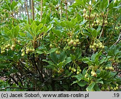 Enkianthus subsessilis (enkiant szeroki)