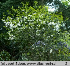 Citrus trifoliata (pomarańcza trójlistkowa)