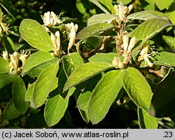 Lonicera caerulea (wiciokrzew siny)