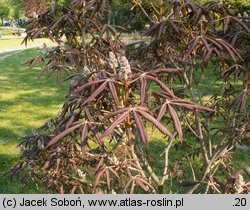 Aesculus pavia (kasztanowiec krwisty)