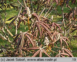 Aesculus pavia (kasztanowiec krwisty)