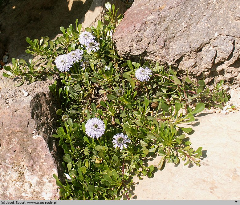 Globularia cordifolia (kulnik sercolistny)