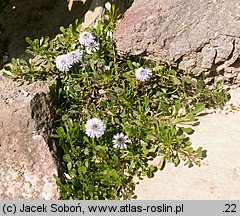 Globularia cordifolia (kulnik sercolistny)