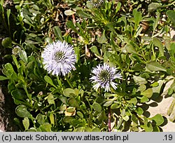 Globularia cordifolia (kulnik sercolistny)