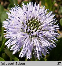 Globularia cordifolia (kulnik sercolistny)