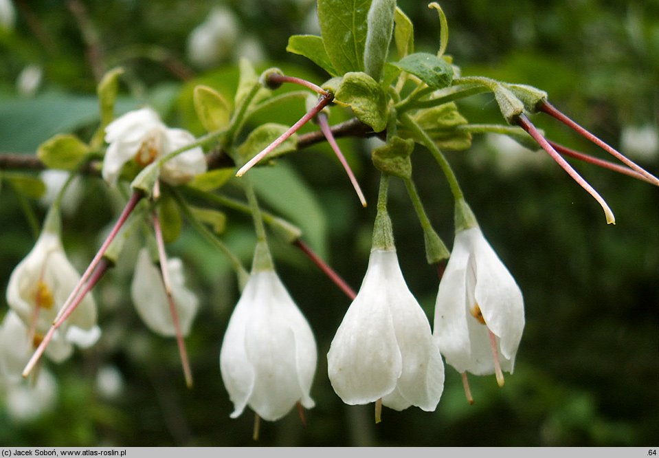 Halesia tetraptera (ośnieża czteroskrzydła)