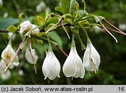 Halesia tetraptera (ośnieża czteroskrzydła)