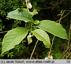 Halesia tetraptera (ośnieża czteroskrzydła)