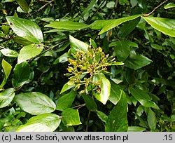 Viburnum ×burkwoodii (kalina Burkwooda)