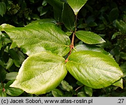 Viburnum ×burkwoodii (kalina Burkwooda)