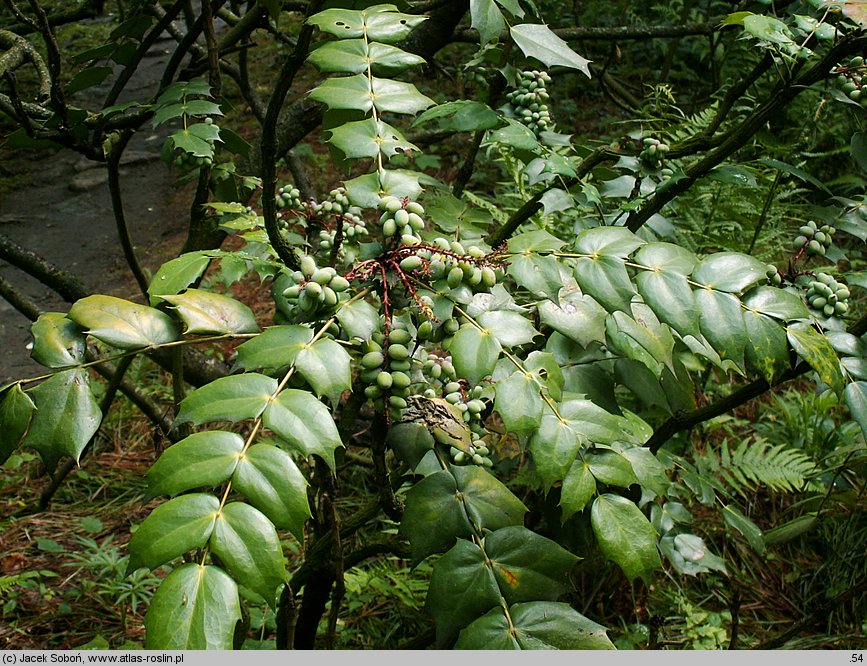 Mahonia japonica (mahonia japońska)