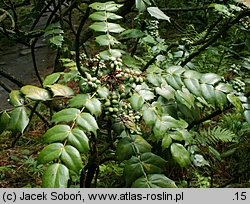 Mahonia japonica (mahonia japońska)