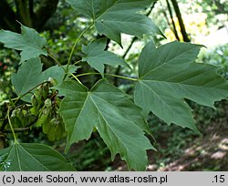 Acer diabolicum (klon kosmaty)